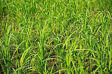 国产类逆转裁判游戏《无罪之庭》被Steam下架